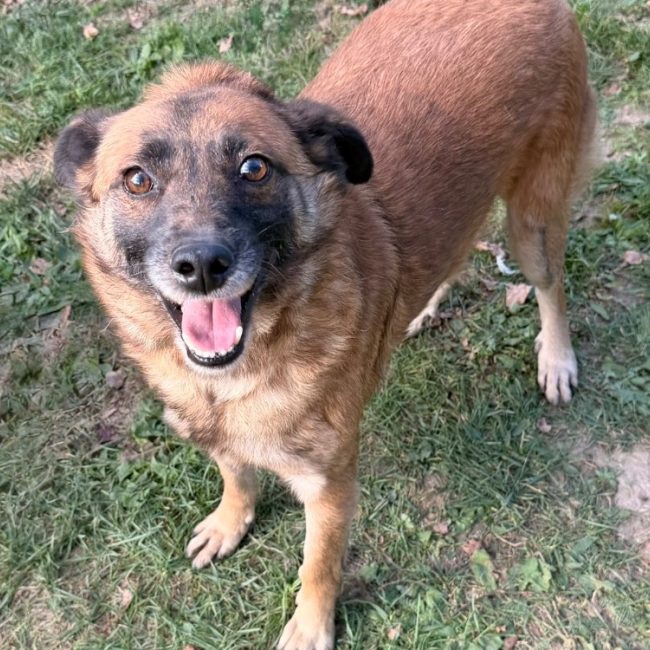 Icare - Chien à adopter