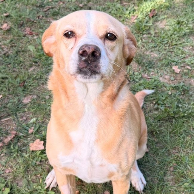 Hodji - Chien à adopter