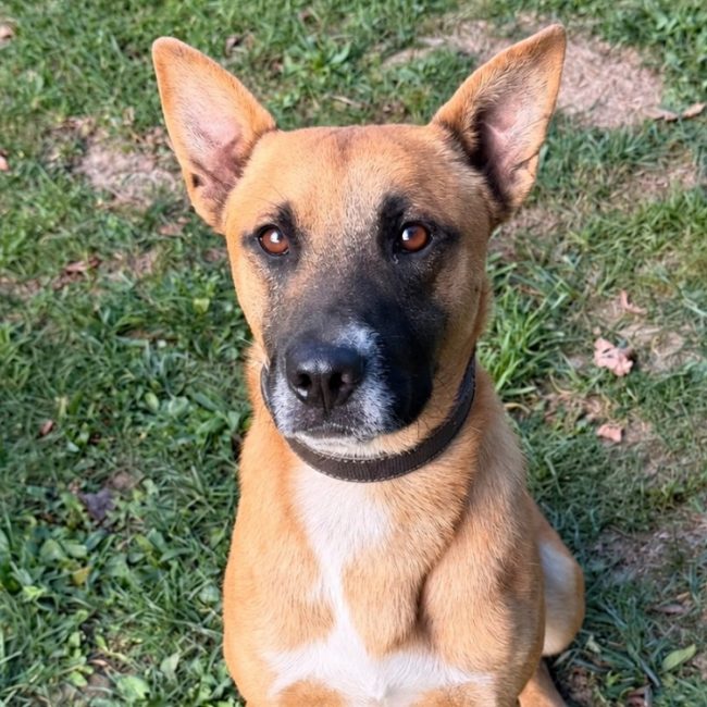 Ravik - Chien à adopter