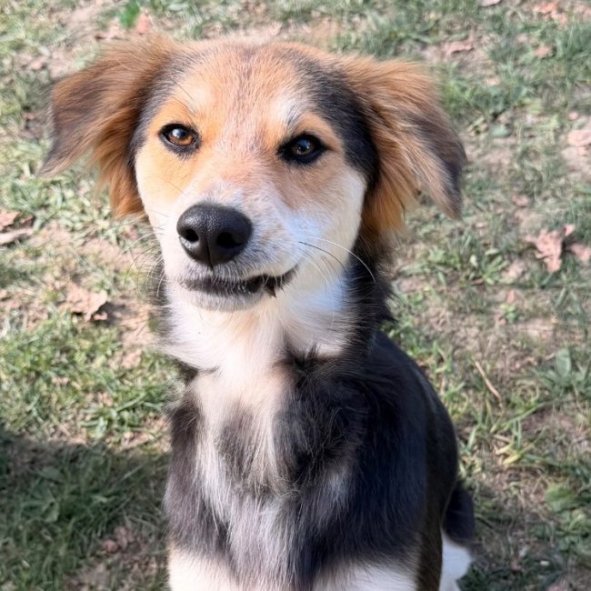 Hina - Chien à adopter