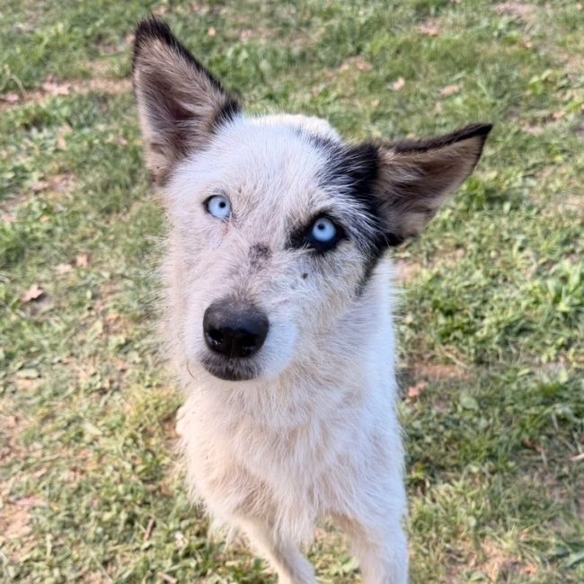Astoria - Chien à adopter