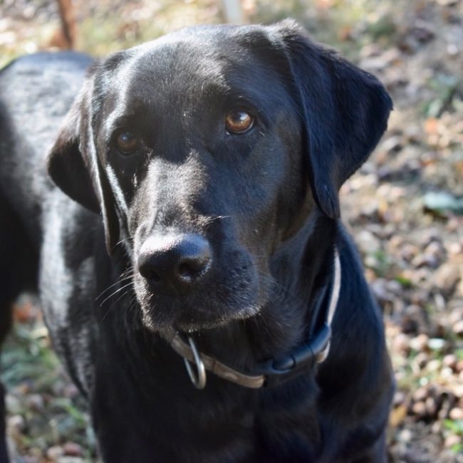 Rosa - Chien à adopter