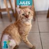 JULES