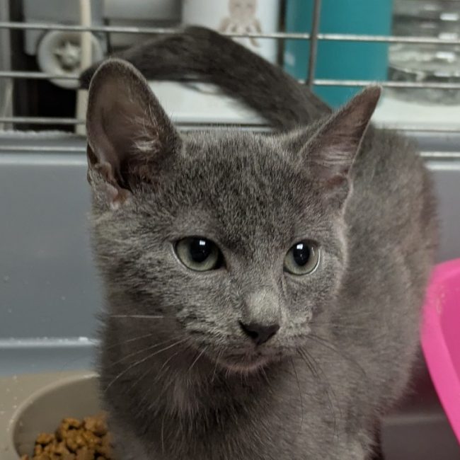 Brooke - Chat Européen à adopter