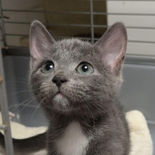Bridget - Chat Européen à adopter