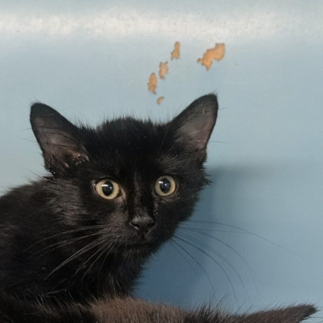 Rillette - Chat Européen à adopter