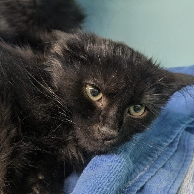 Lardon - Chat Européen à adopter