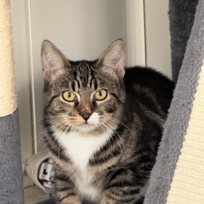 Omble - Chat Européen à adopter