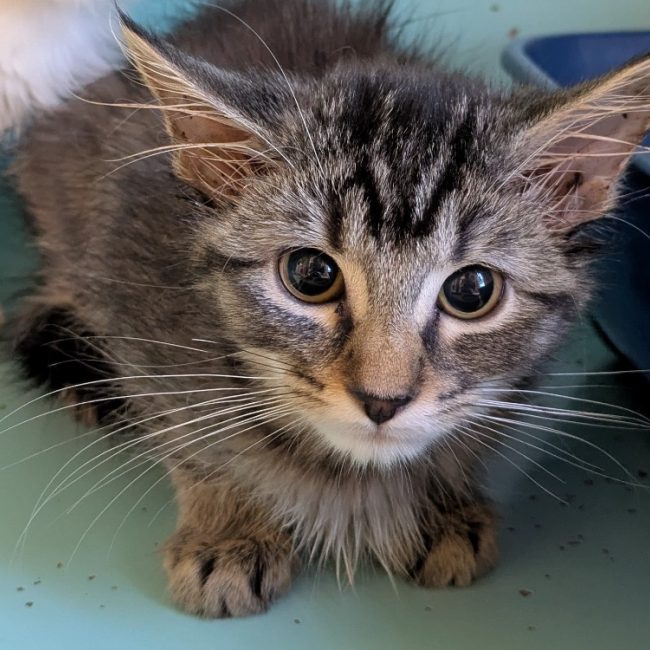 Mozza - Chat Européen à adopter