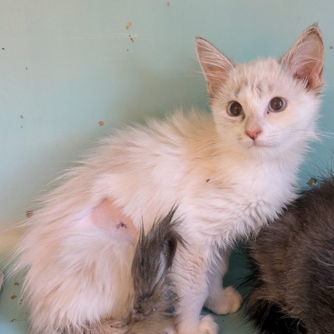 Feta - Chat Européen à adopter