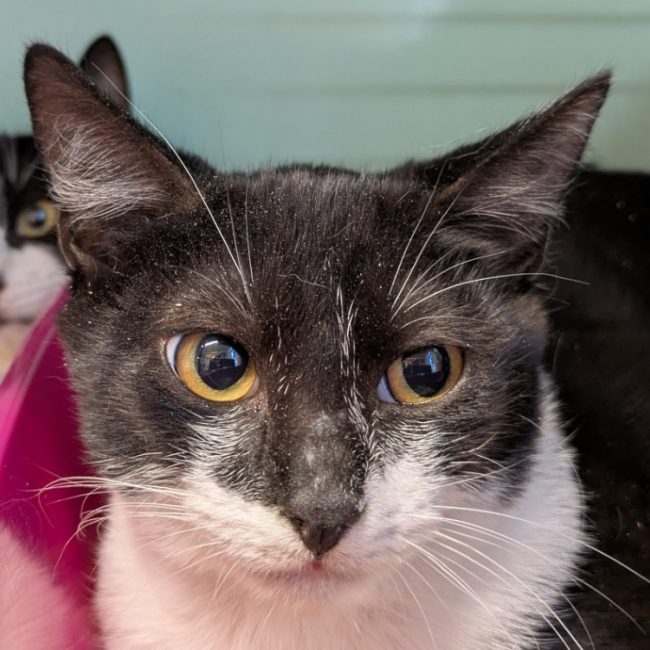 Domino - Chat Européen à adopter