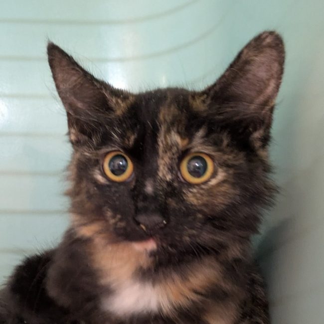 Dame - Chat Européen à adopter