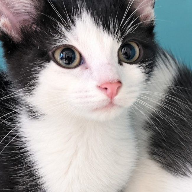 Paprika - Chat Européen à adopter