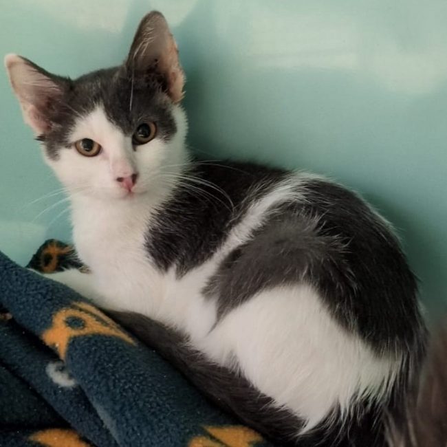 Rita - Chat Européen à adopter