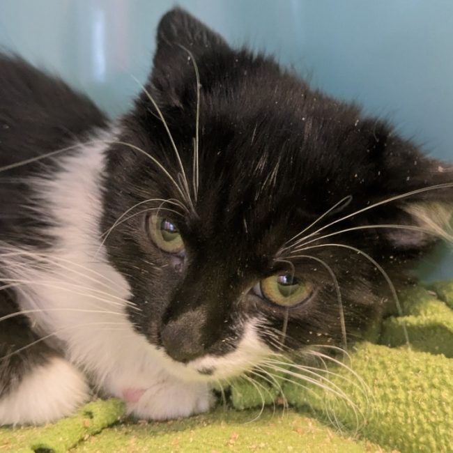 Mimolette - Chat Européen à adopter