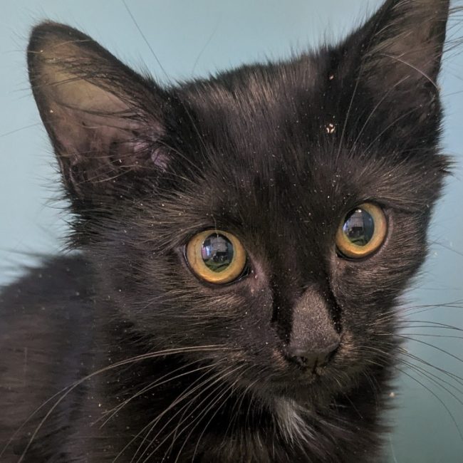 Coppa - Chat Européen à adopter