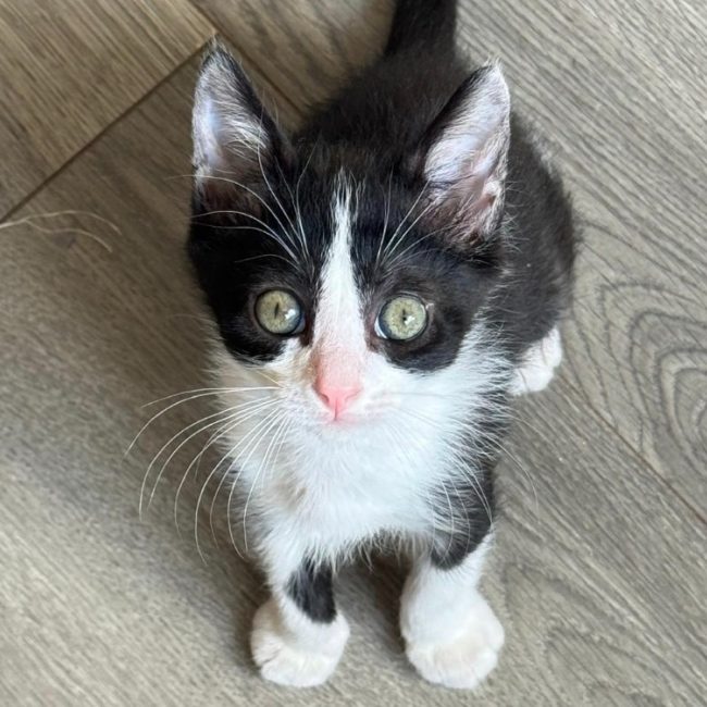 Bébé - Chat Européen à adopter