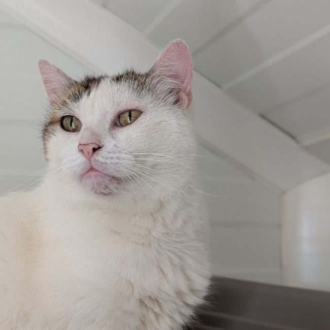 Prisca - Chat Européen à adopter