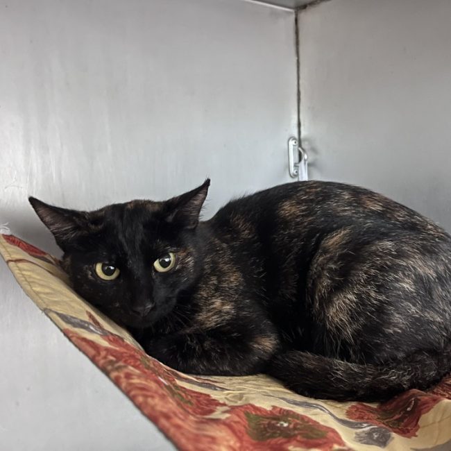 Isa - Chat Européen à adopter