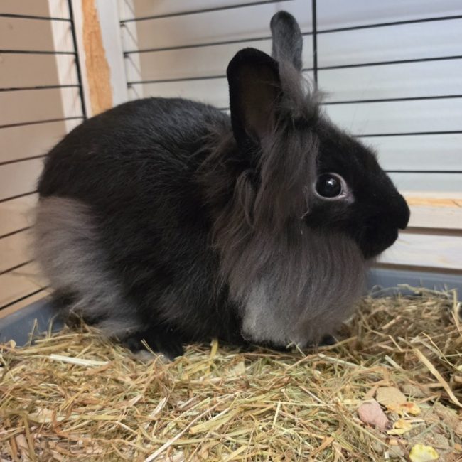 Barbe noire - Rongeur Lapin à adopter