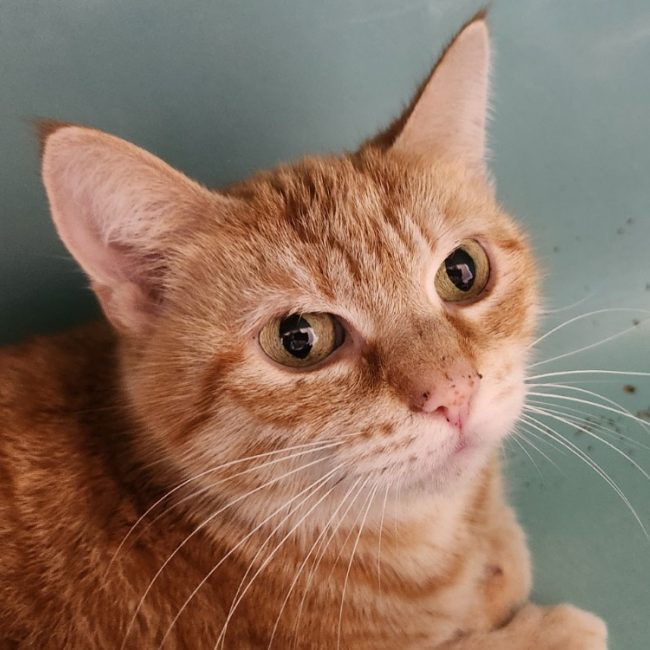 Borealis - Chat Européen à adopter