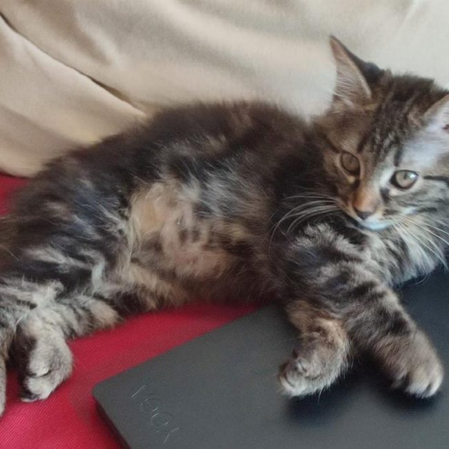 Alya - Chat Européen à adopter