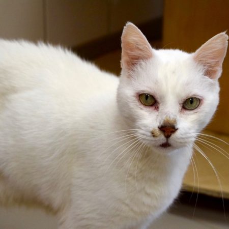Bart - Chat Européen à adopter