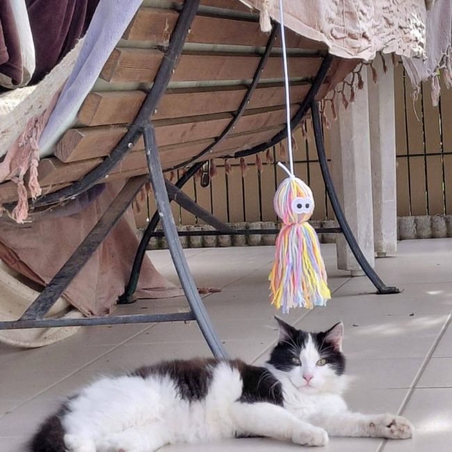 BELLA - Chat Européen à adopter