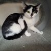 Berlioz