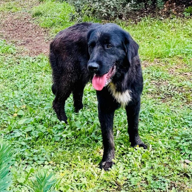Leo - Chien à adopter