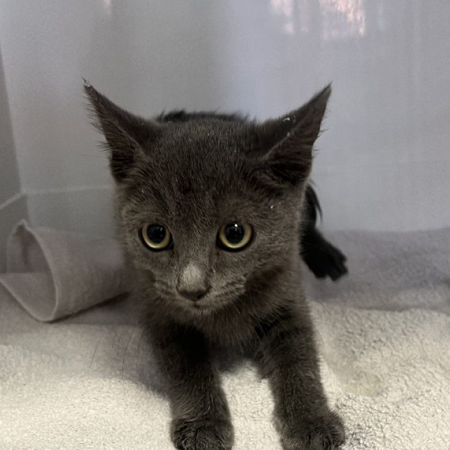 Automne - Chat Européen à adopter
