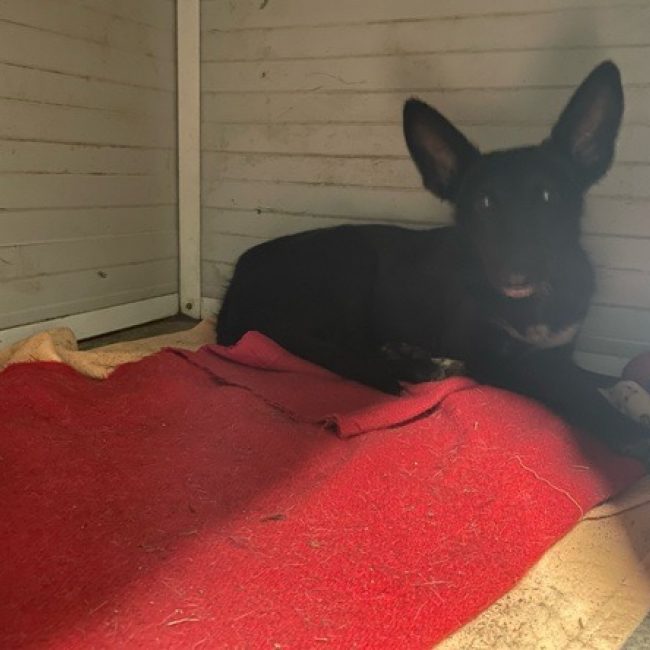 Wiki - Chien à adopter
