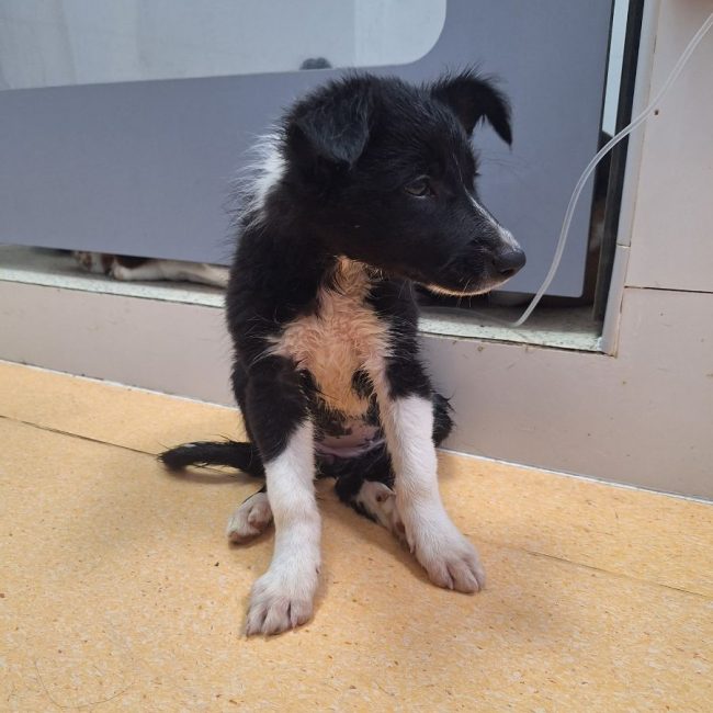 GIN - Chien à adopter