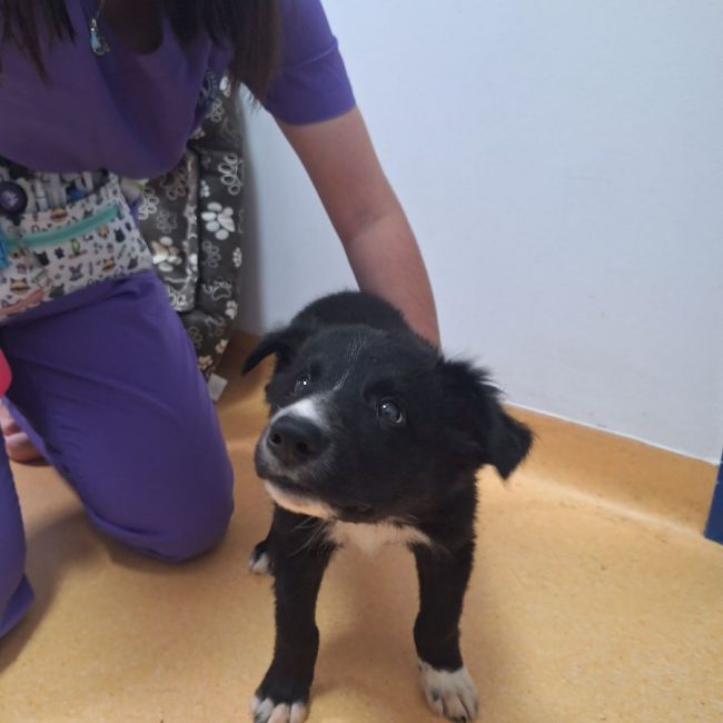 TONIC - Chien à adopter