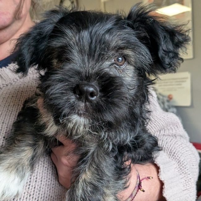 Youhou - Chien à adopter