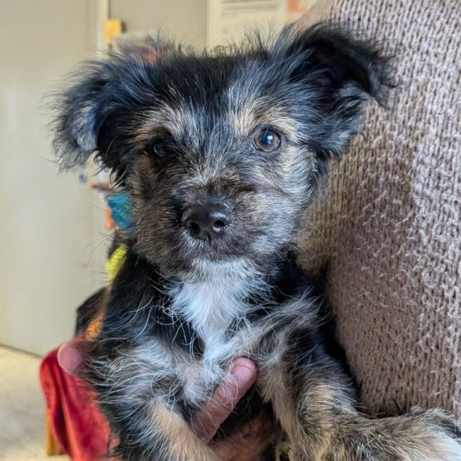 Youpi - Chien à adopter