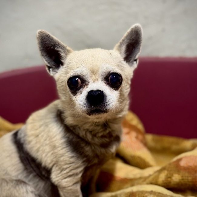 Charlot - Chien Chihuahua à adopter