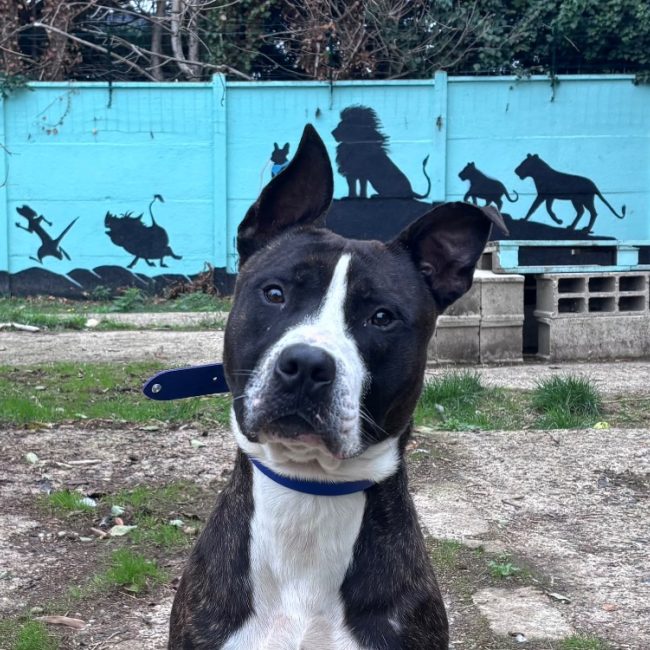 Atlas - Chien à adopter