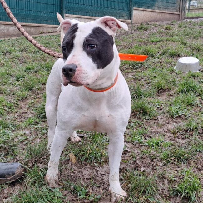 Pasta - Chien à adopter