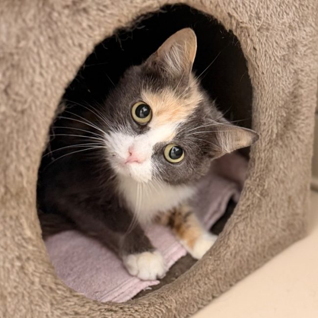 Alta - Chat Européen à adopter