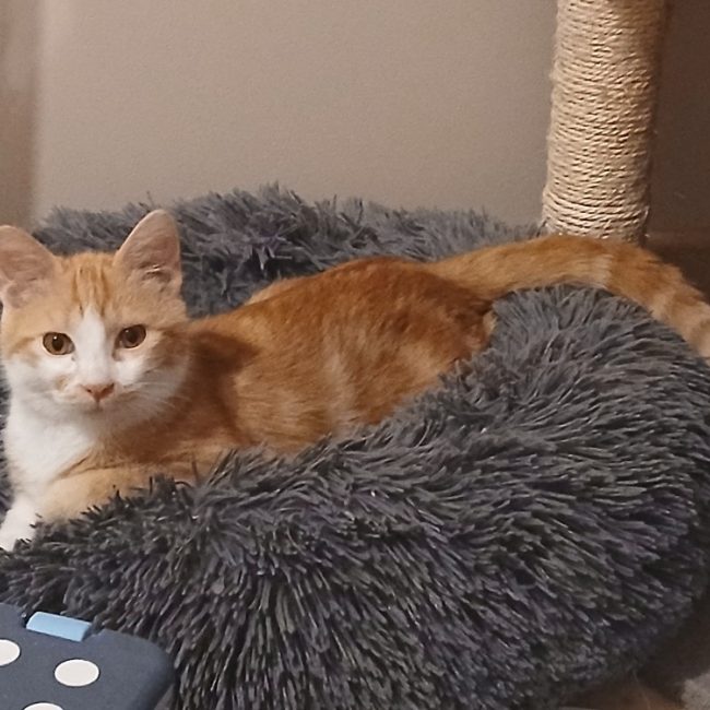 Egypte - Chat Européen à adopter
