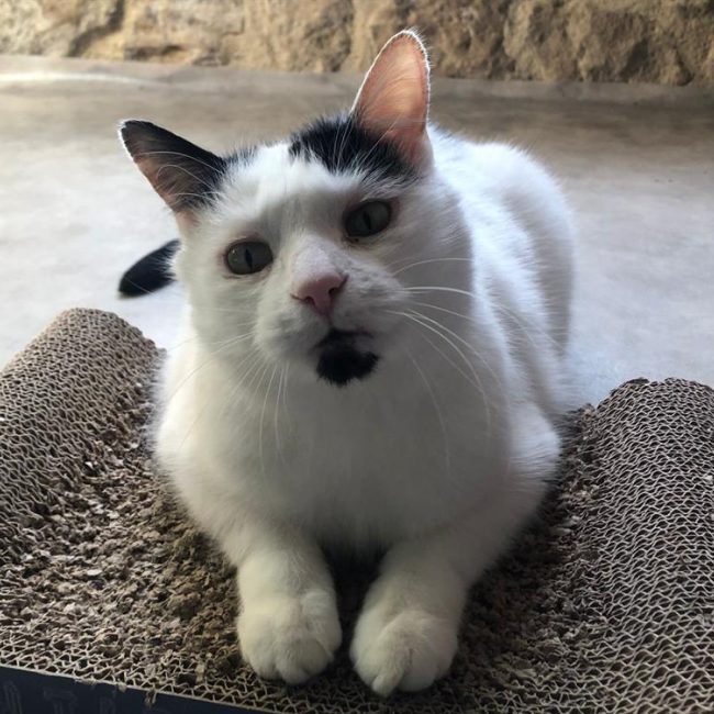 Baly - Chat Européen à adopter