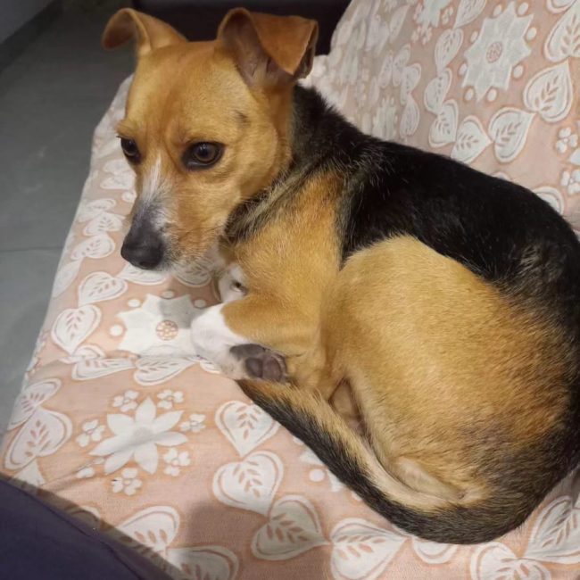 Kika - Chien à adopter