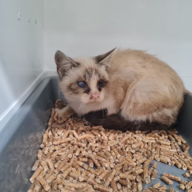 Boreale - Chat Siamois à adopter