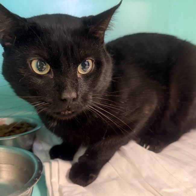 Lucifer - Chat Européen à adopter