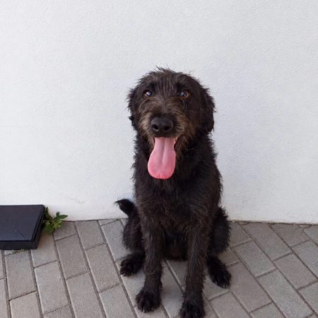 Amora - Chien à adopter
