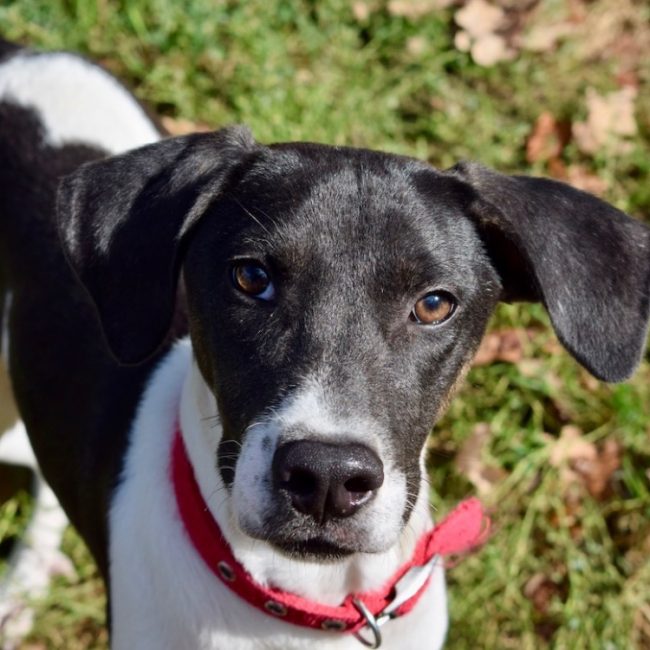 Boston - Chien à adopter