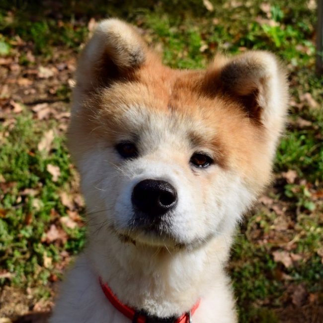 Hachi