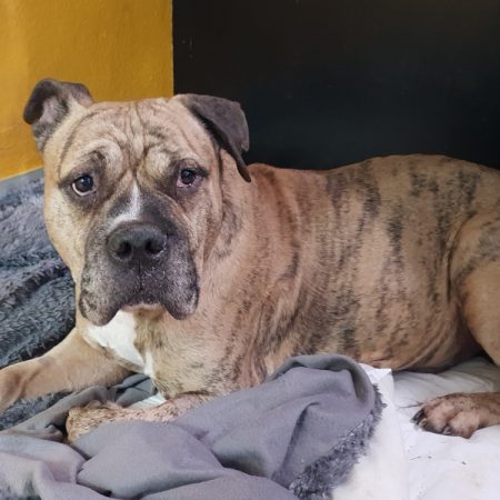 Goliath ex tyson - Chien American Bully à adopter