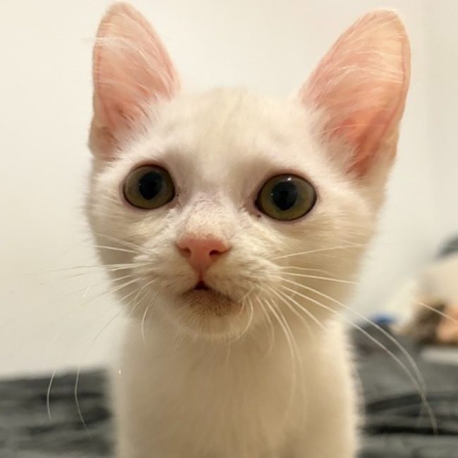 Brutus - Chat Européen à adopter